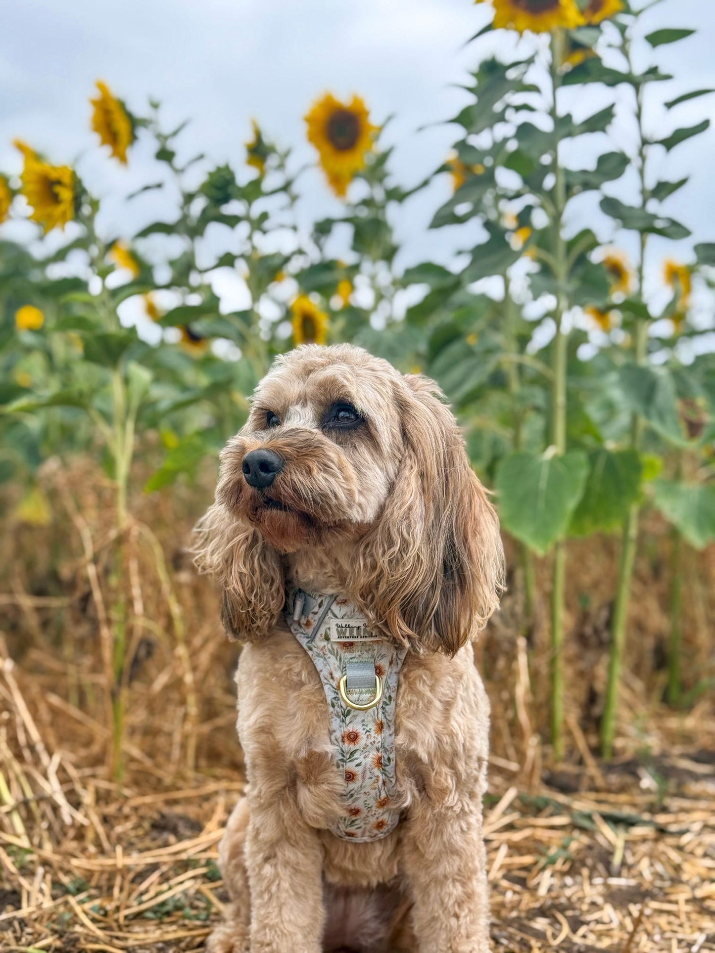 Golden Groves - Adventure Addition