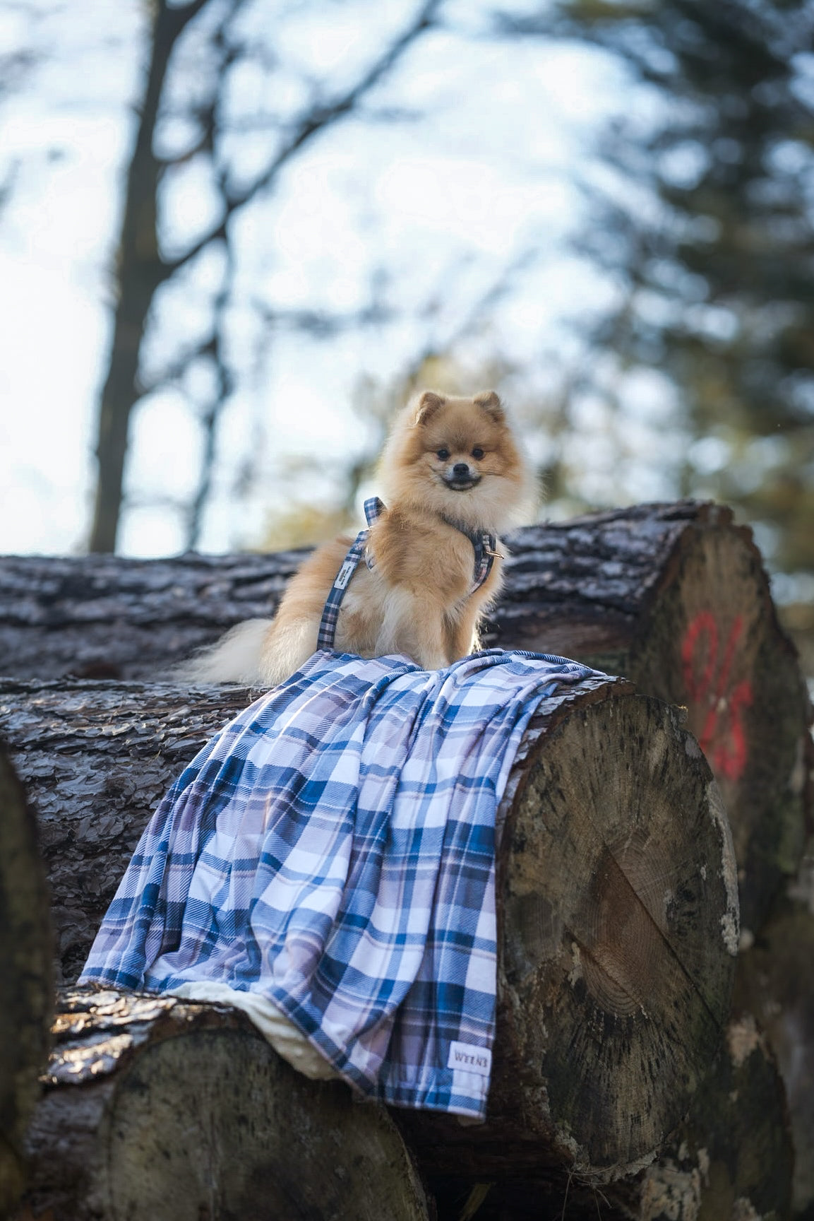 Frosted Flannel - Snuggle Sized Blanket