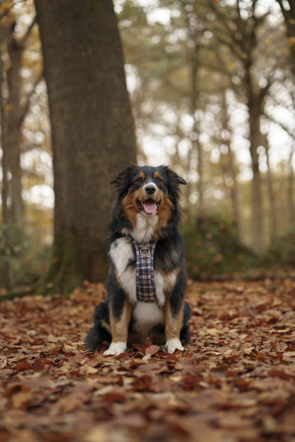 Frosted Flannel - Adventure Addition