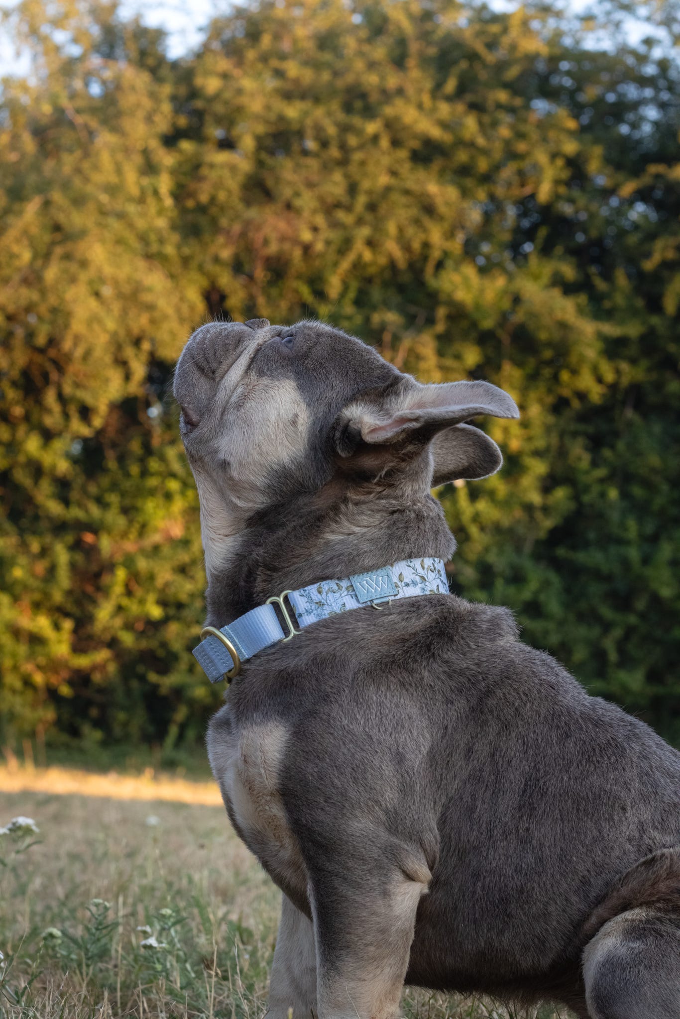 Cornflower Cottage - Martingale Collar
