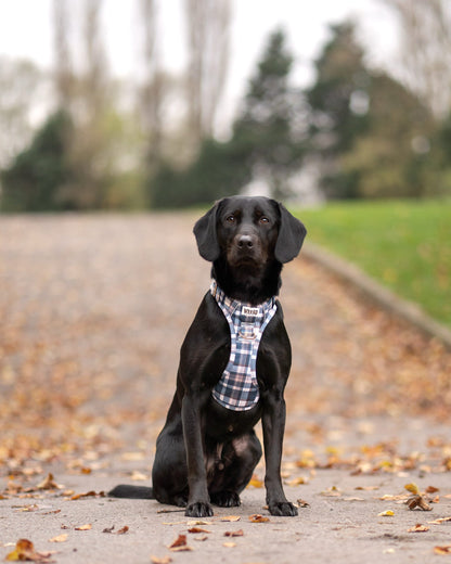 Frosted Flannel - Adventure Addition