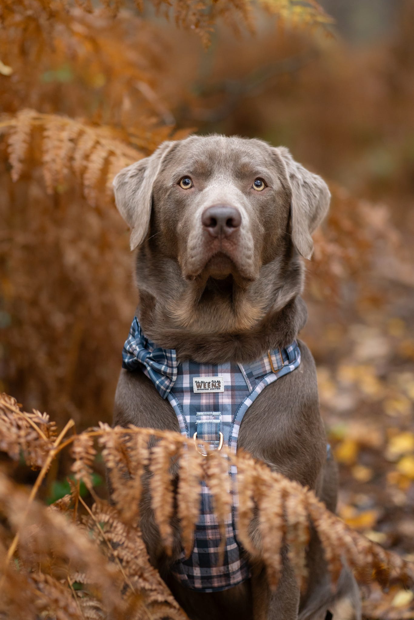 Frosted Flannel - Adventure Addition