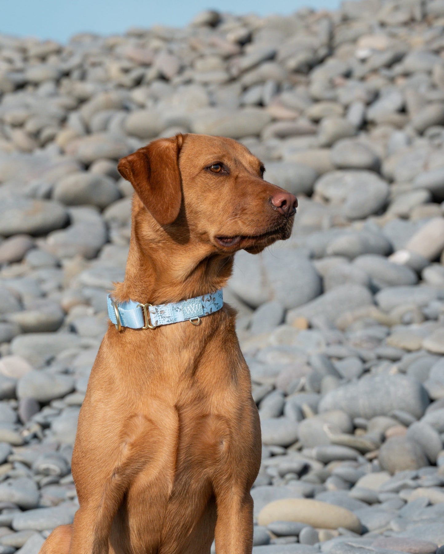 Cornflower Cottage - Martingale Collar
