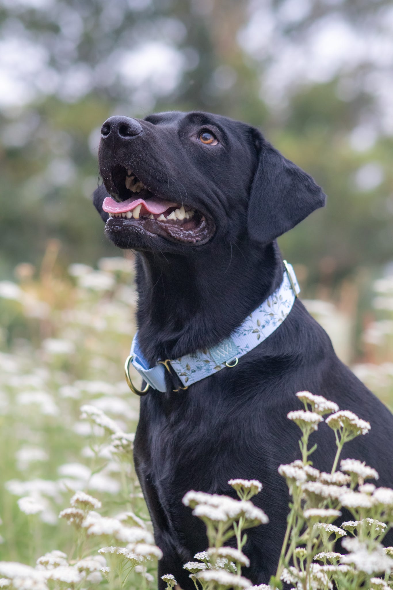 Cornflower Cottage - Martingale Collar