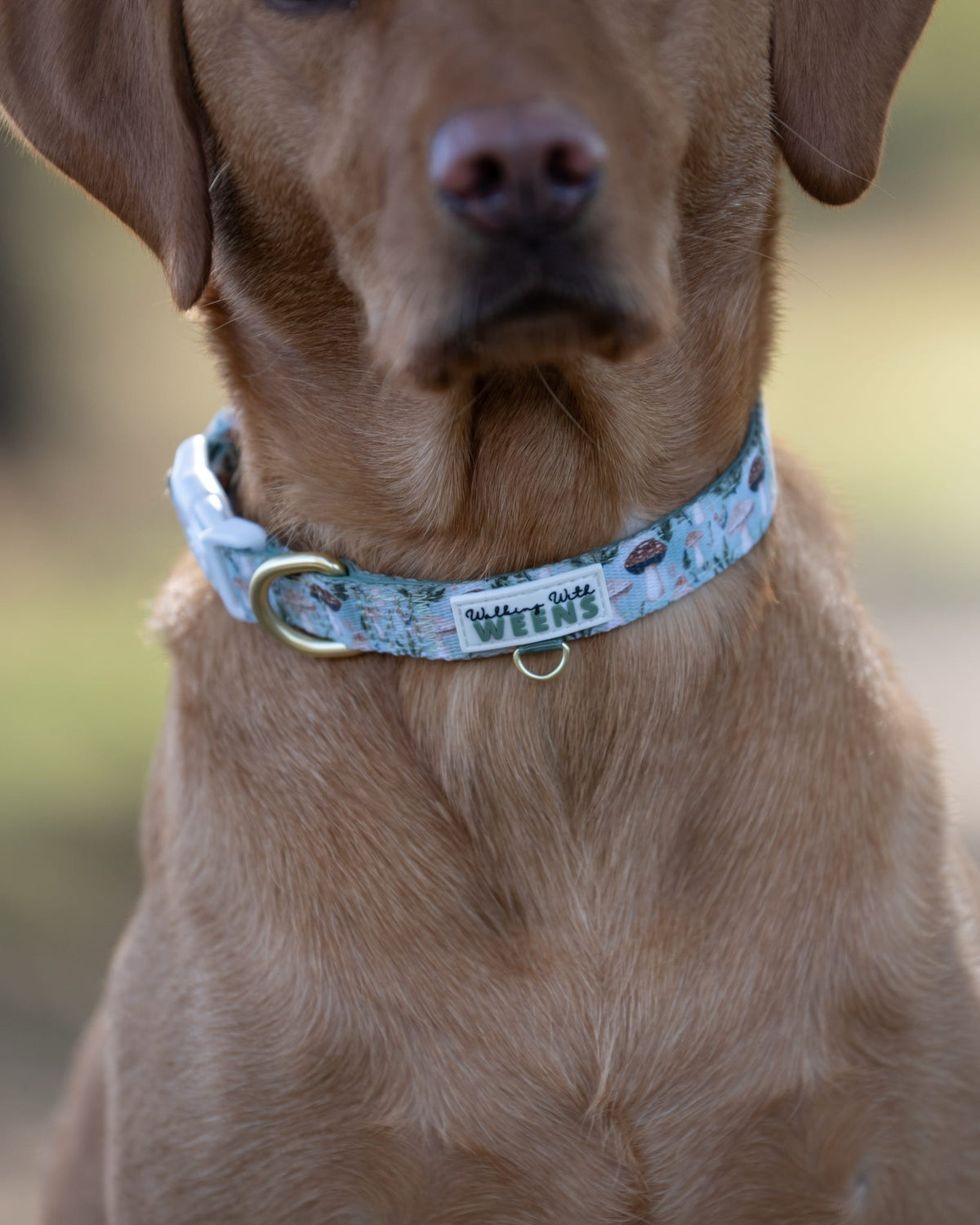 Fern Forest - Collar