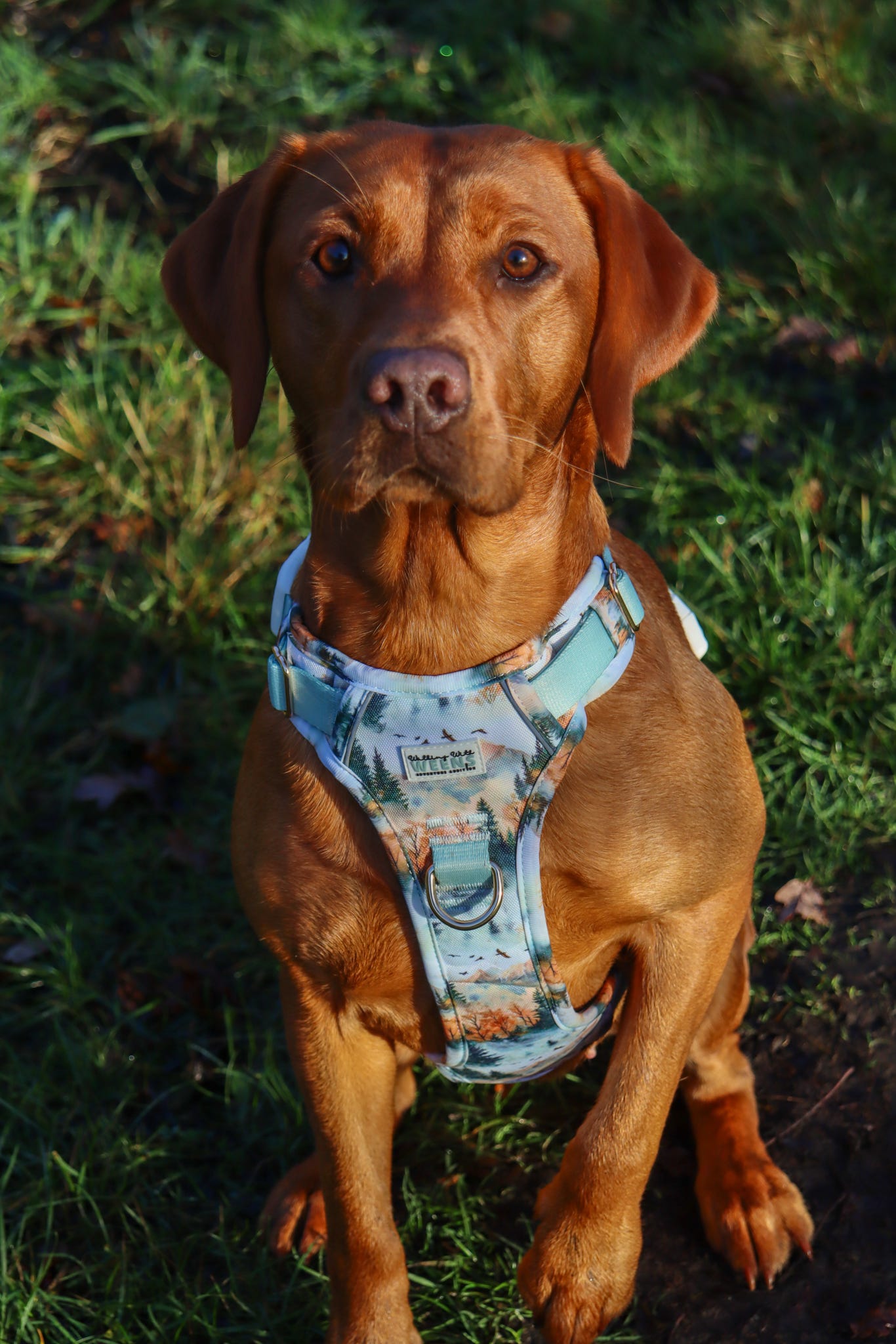 Pinewood Peaks - Adventure Addition