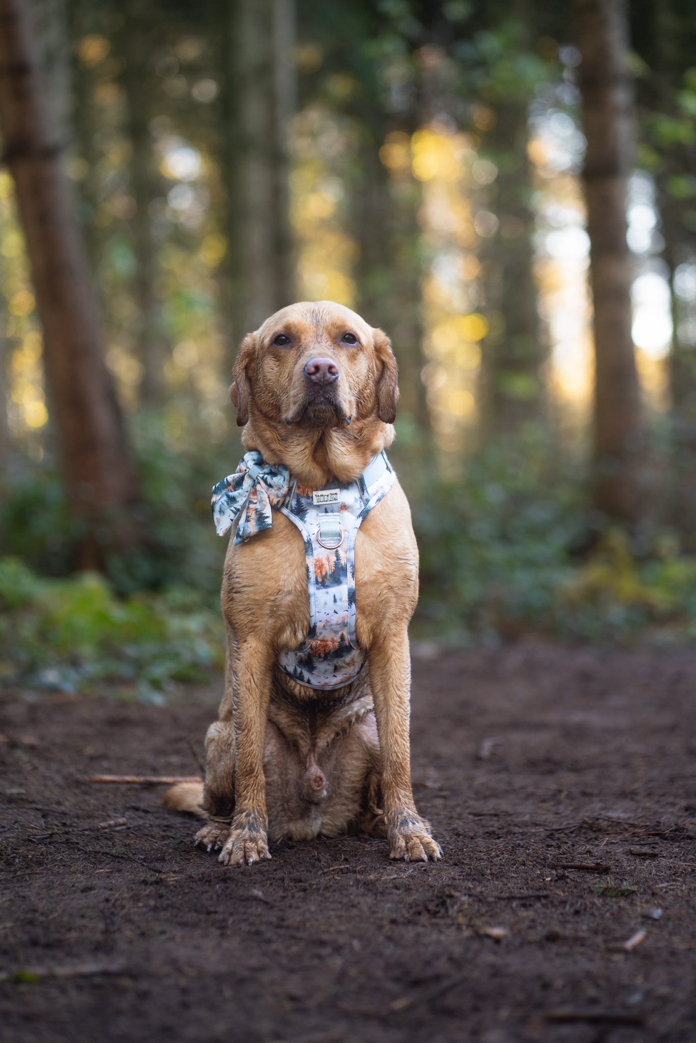 Pinewood Peaks - Adventure Addition