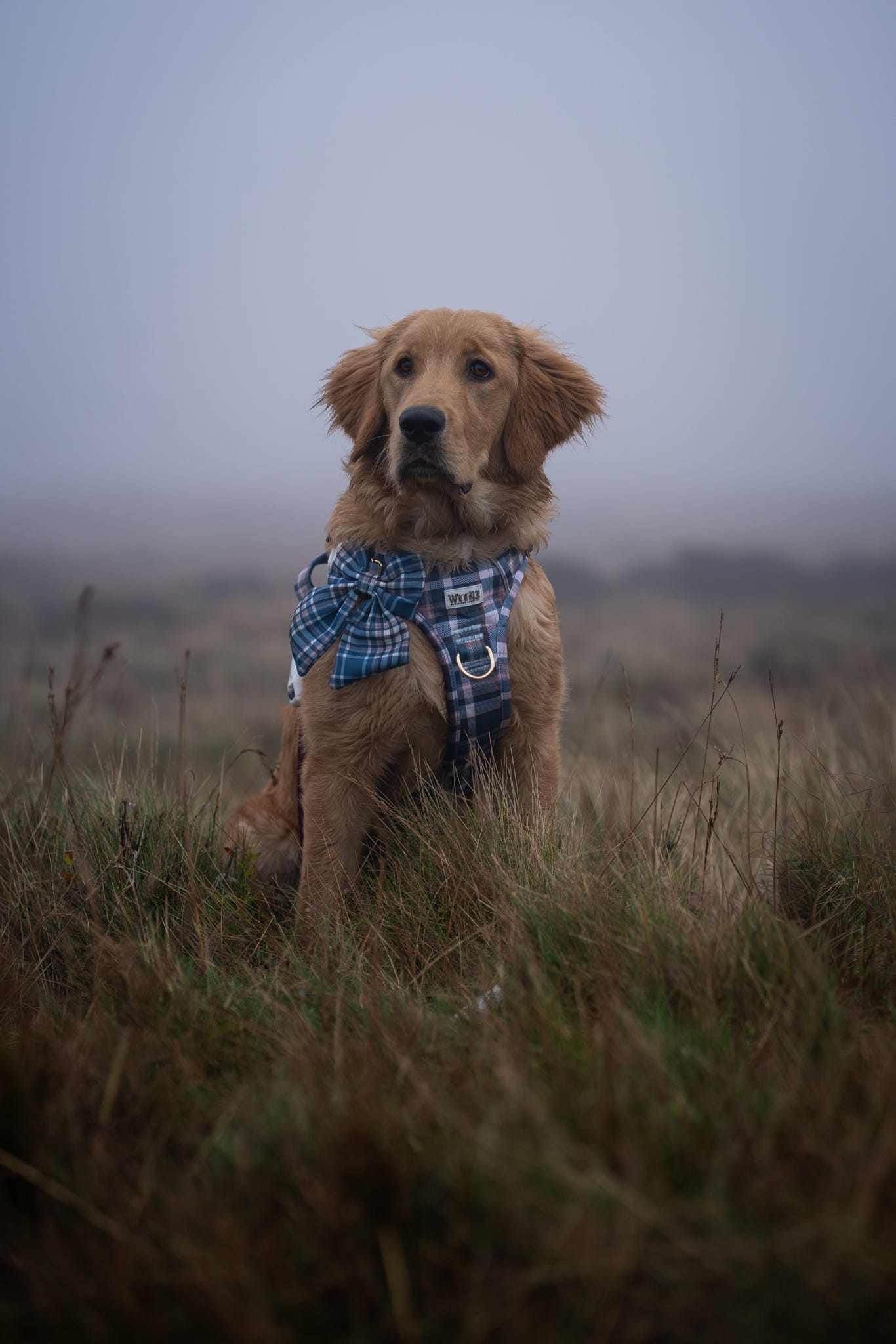 Frosted Flannel - Sailor Bow