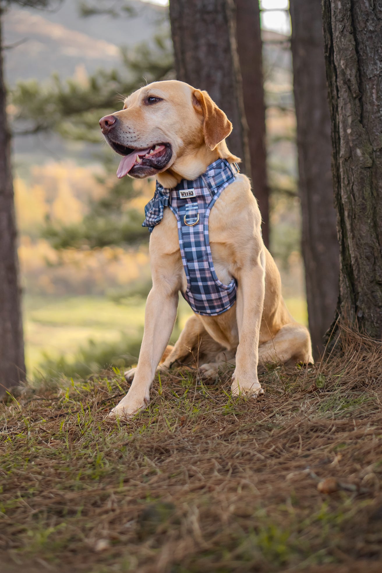 Frosted Flannel - Adventure Addition