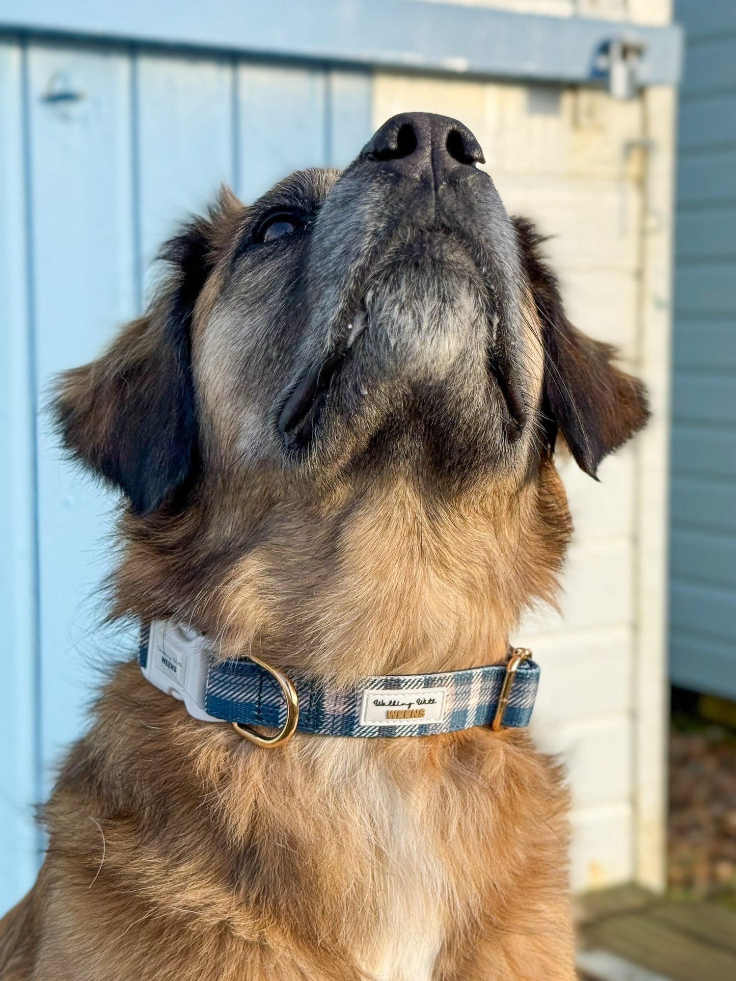 Frosted Flannel - Collar