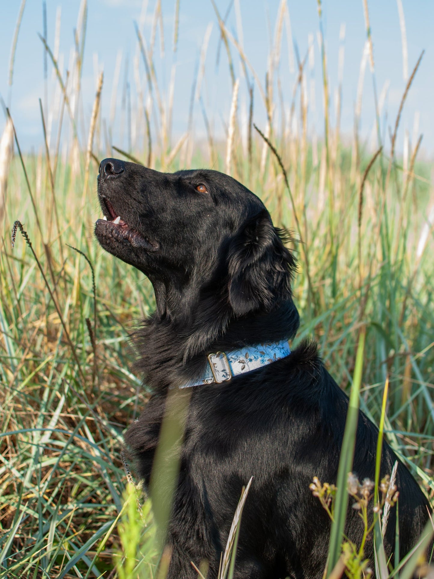 Cornflower Cottage - Martingale Collar