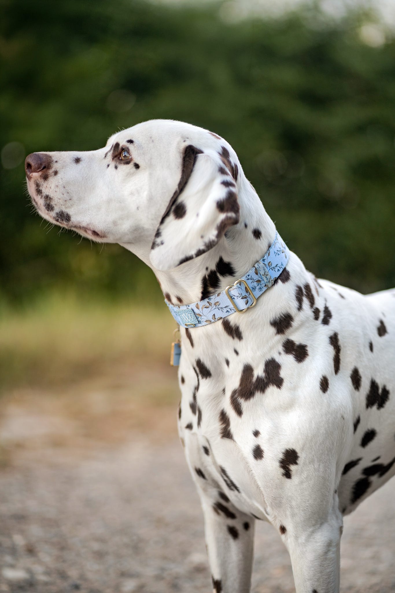 Cornflower Cottage - Martingale Collar