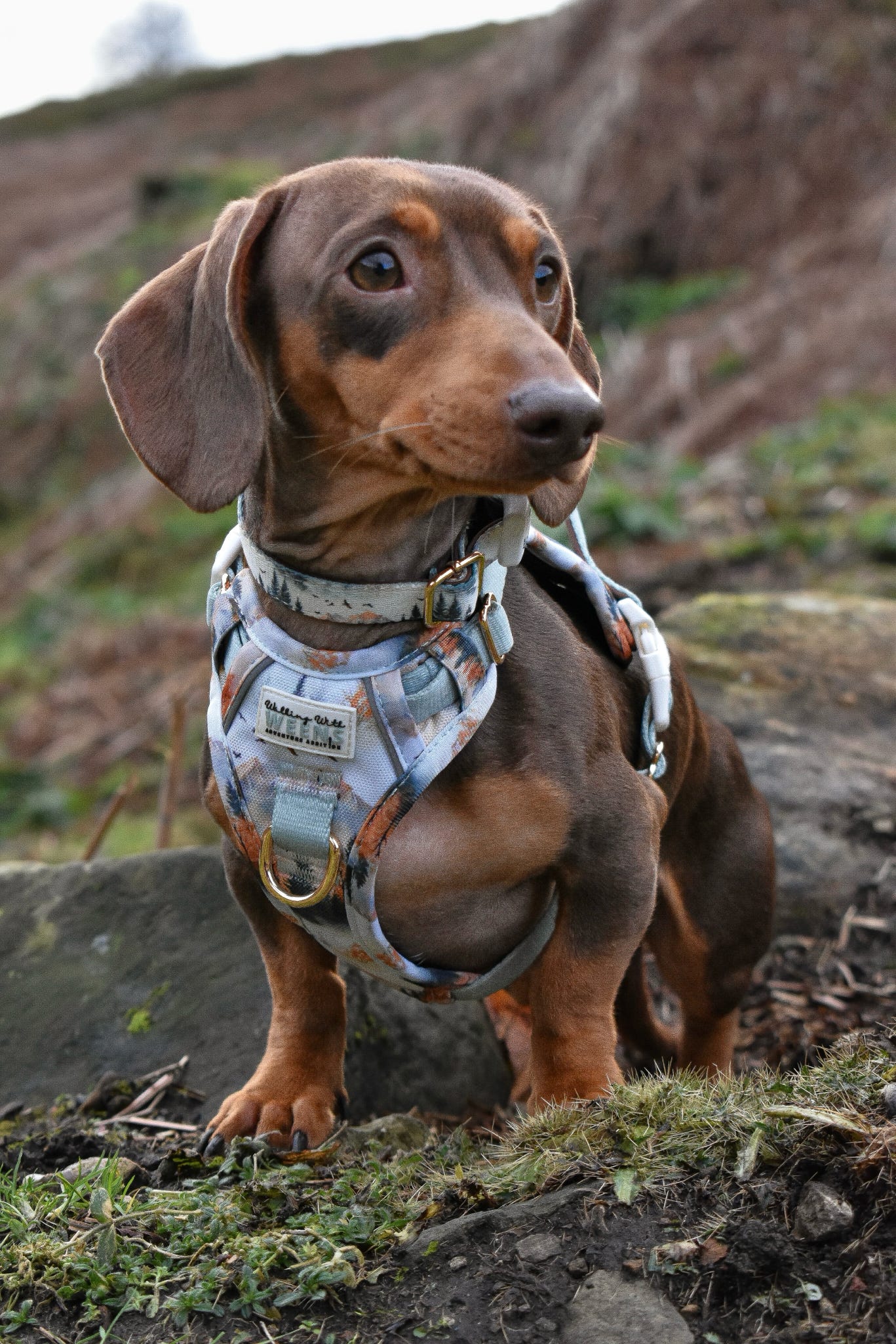 Pinewood Peaks - Adventure Addition