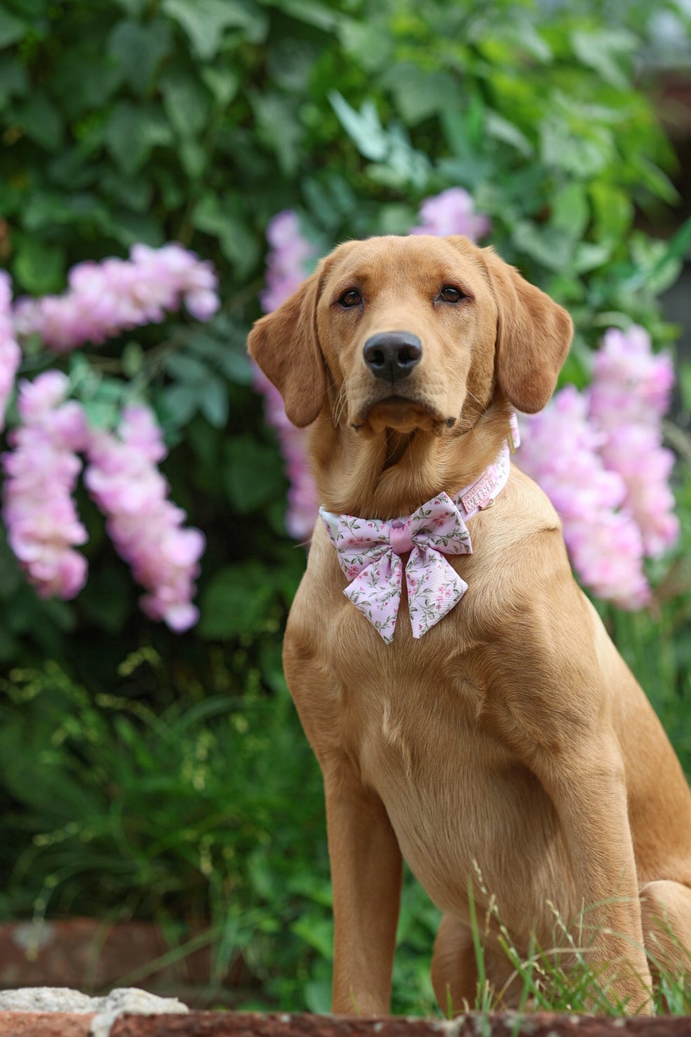 Blossom Bay - Collar