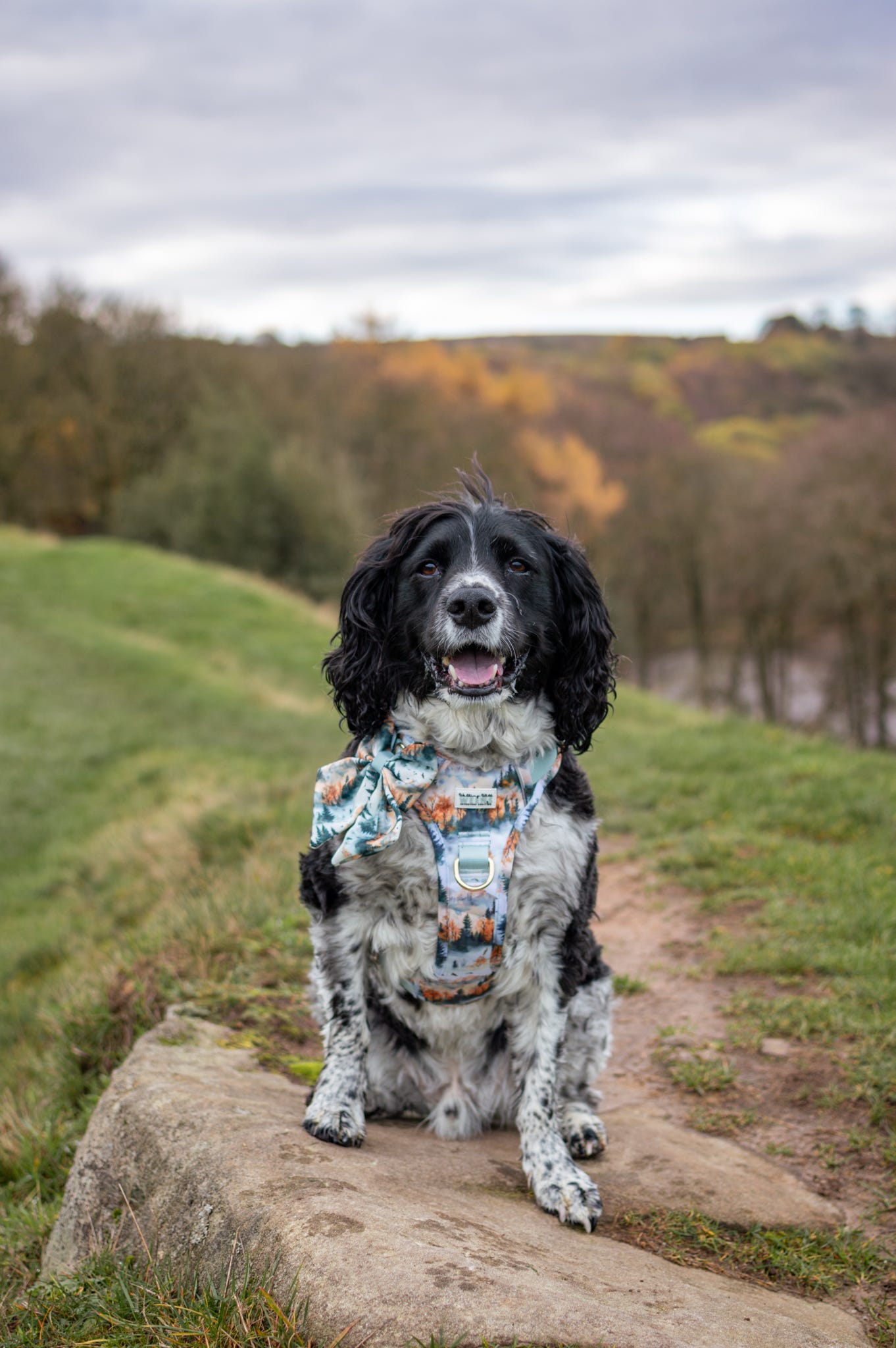 Pinewood Peaks - Adventure Addition