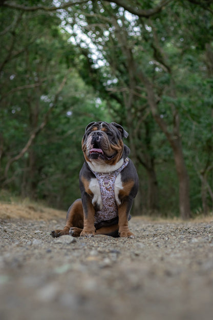 Bramble Burrows - Adventure Addition