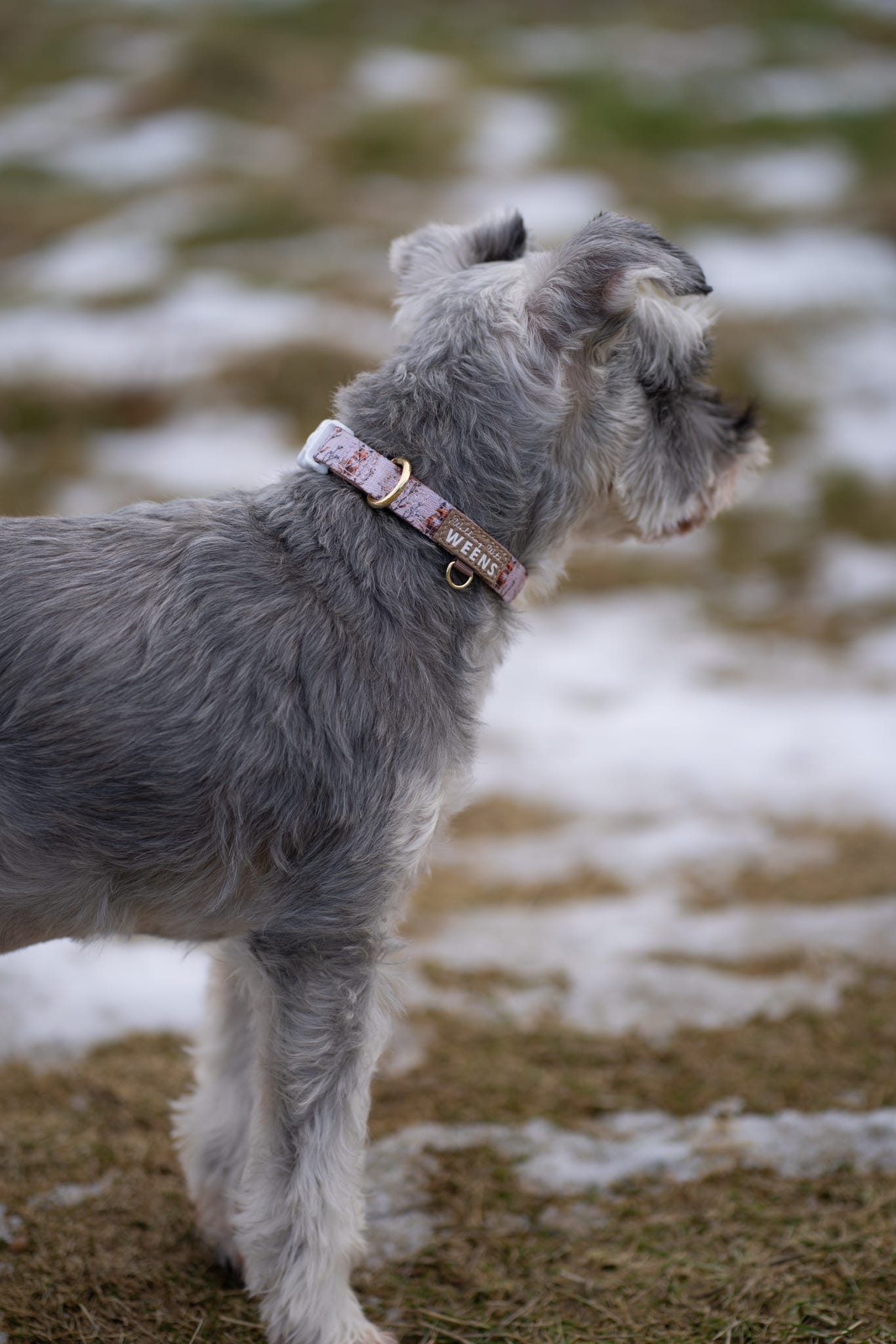 Fable Foxes - Collar