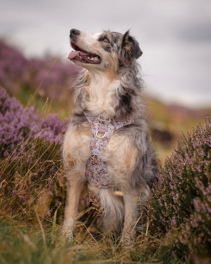 Bramble Burrows - Adventure Addition