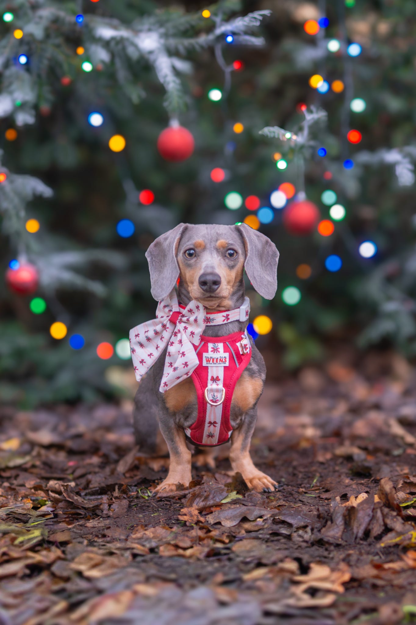 Classic Crimson - Adventure Addition