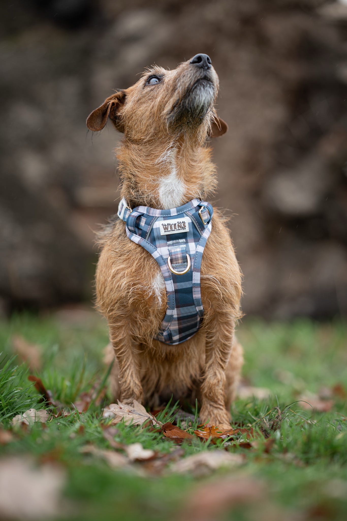 Frosted Flannel - Adventure Addition