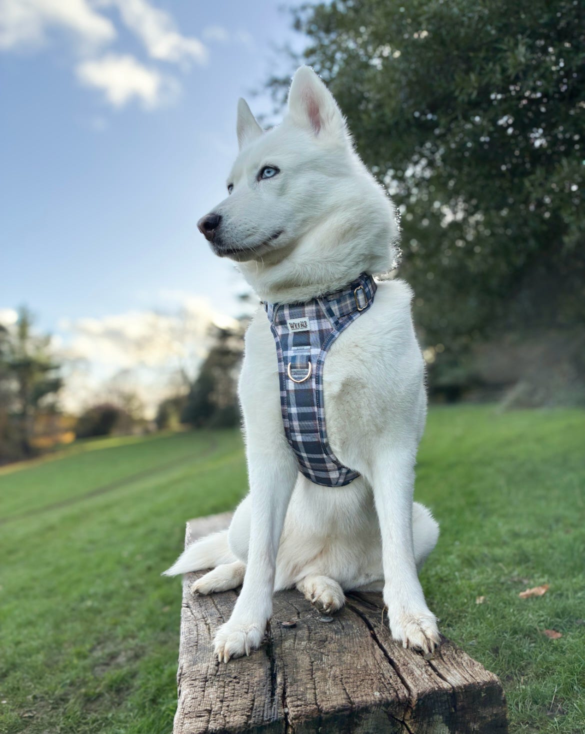 Frosted Flannel - Adventure Addition