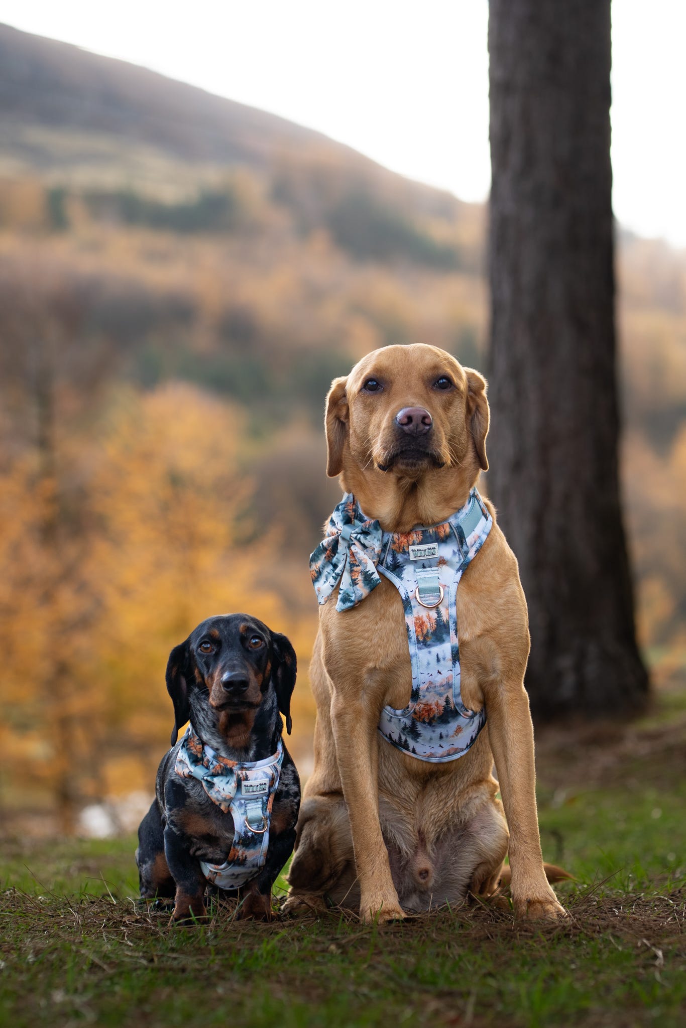 Pinewood Peaks - Adventure Addition