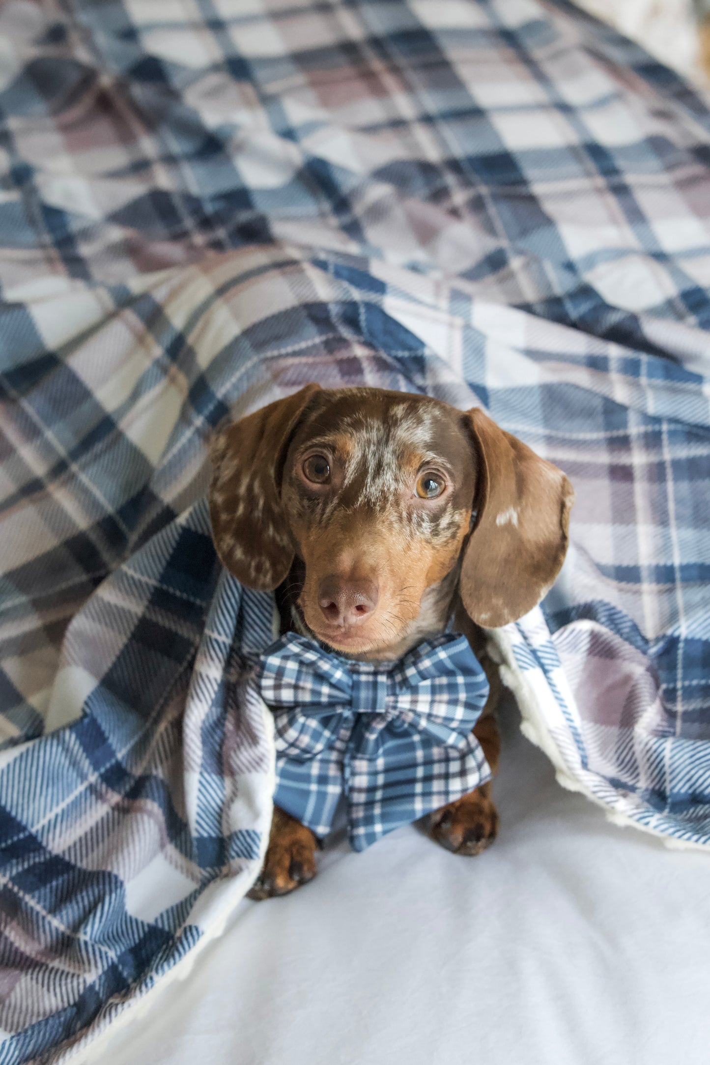 Frosted Flannel - Snuggle Sized Blanket