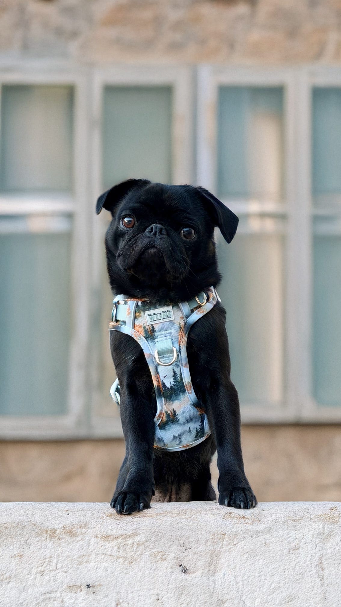 Pinewood Peaks - Adventure Addition