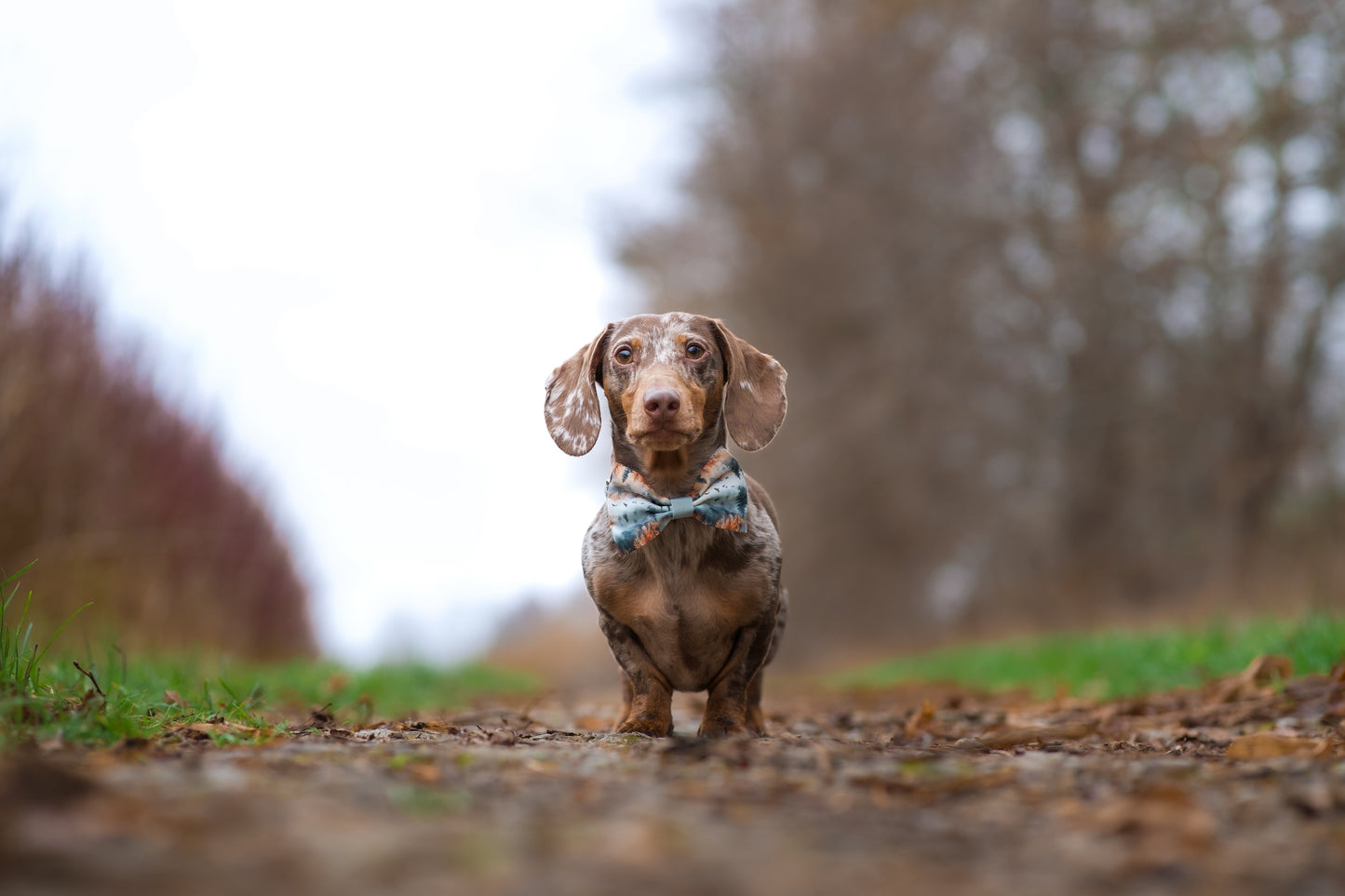 Pinewood Peaks - Bow Tie