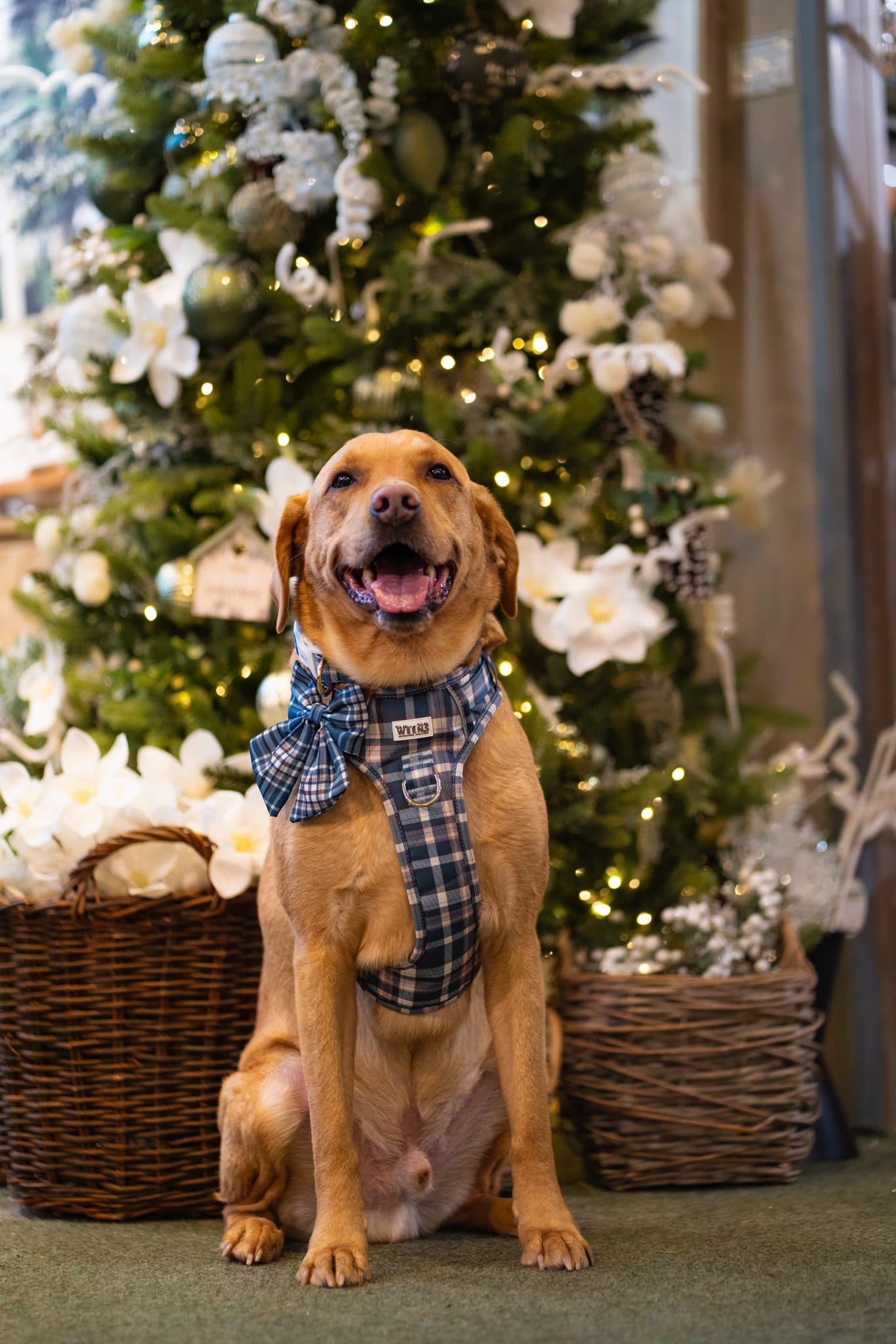 Frosted Flannel - Adventure Addition