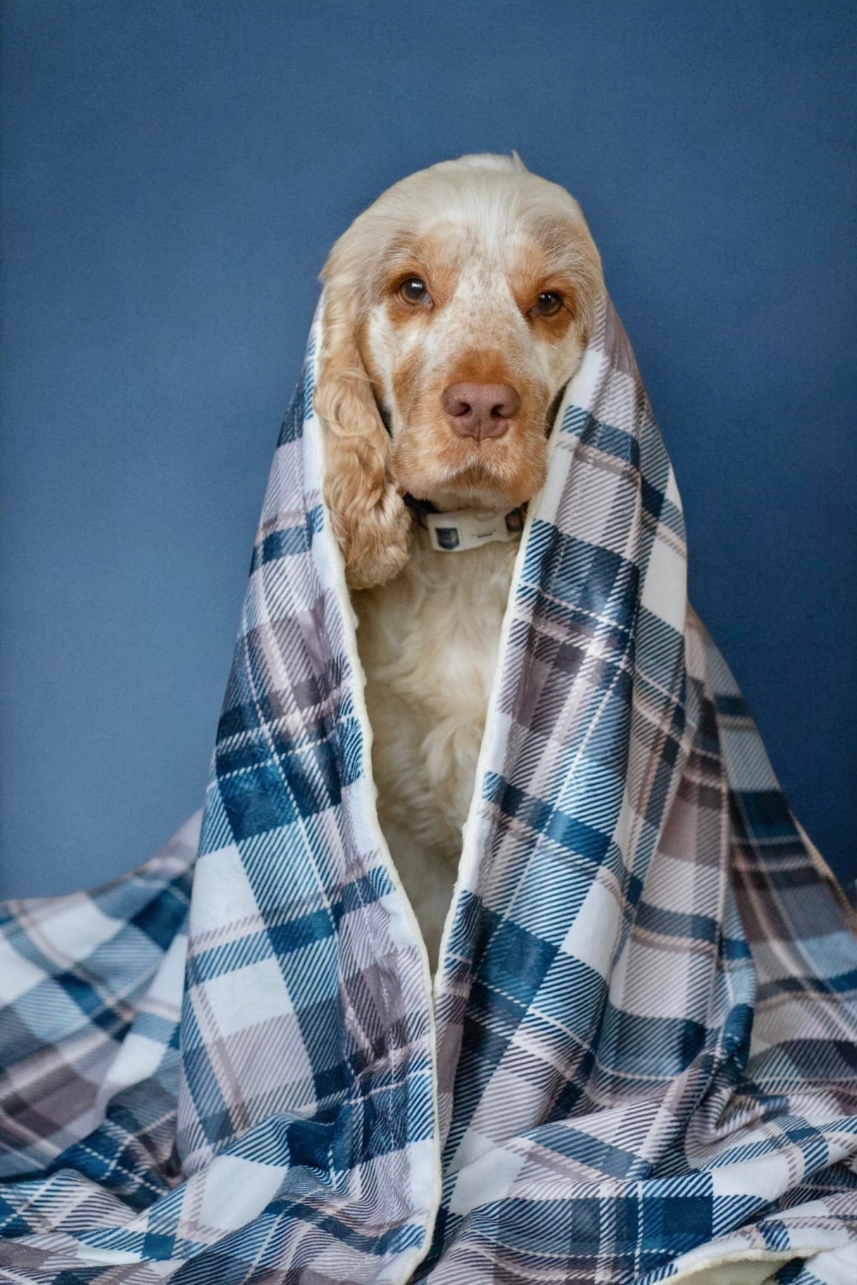 Frosted Flannel - Snuggle Sized Blanket