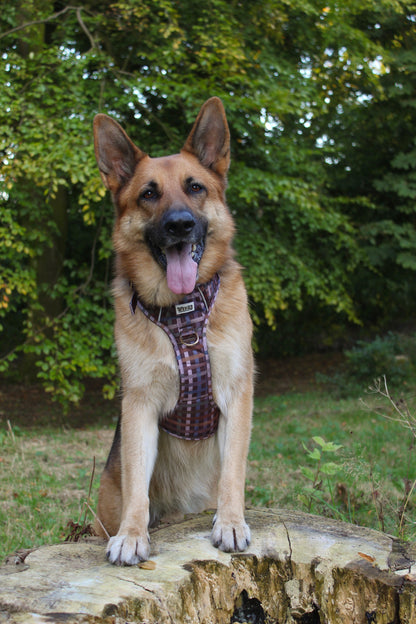 SECONDS - Paddington Plaid - Adventure Addition