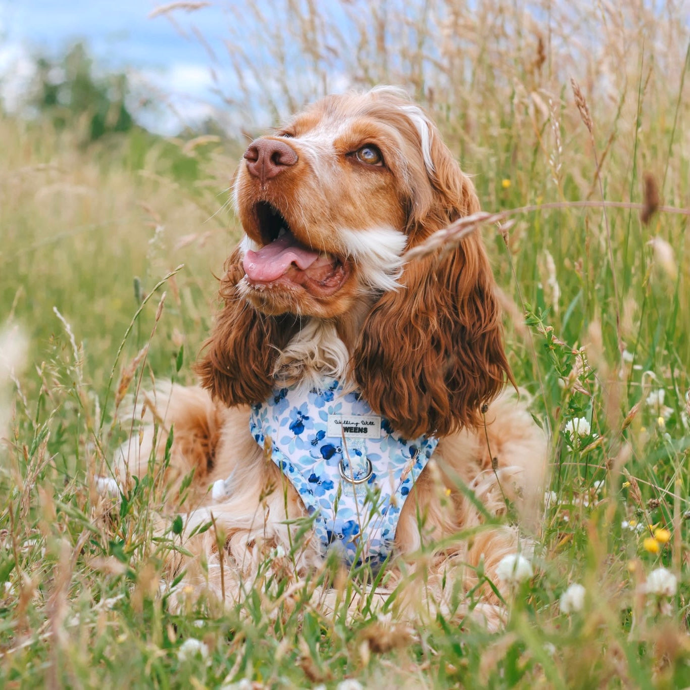 Forget Me Not - Adjustable Harness