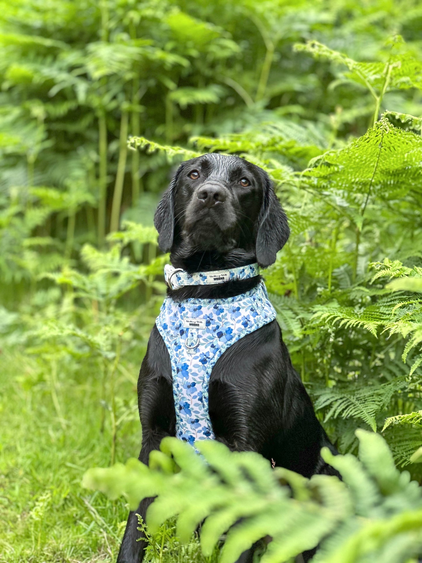 Forget Me Not - Adjustable Harness