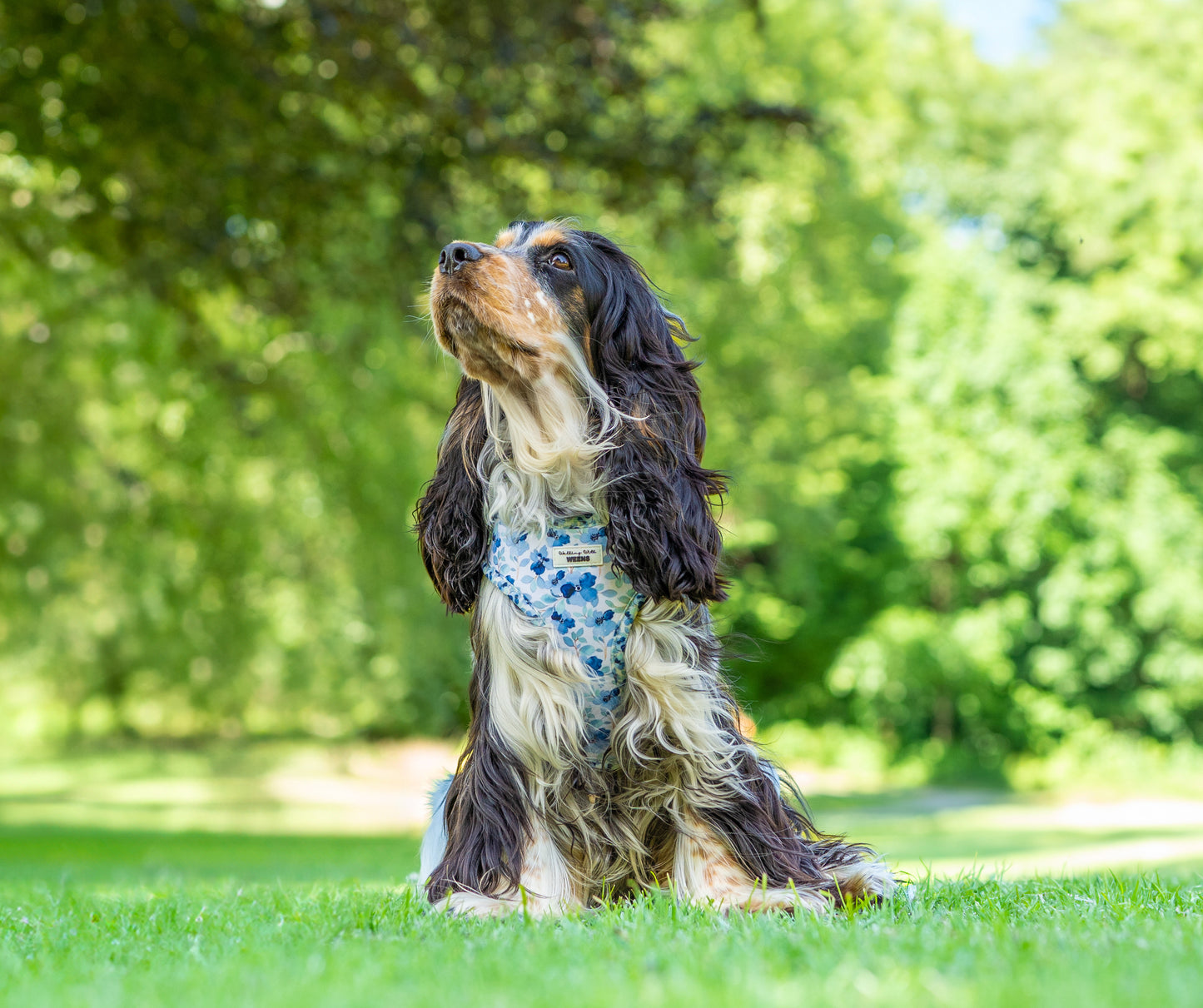 Forget Me Not - Adjustable Harness