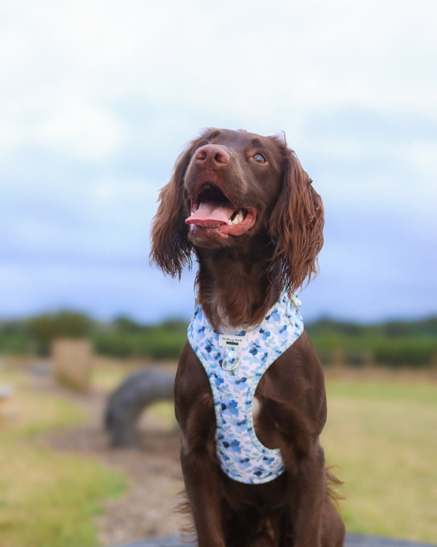 Forget Me Not - Adjustable Harness