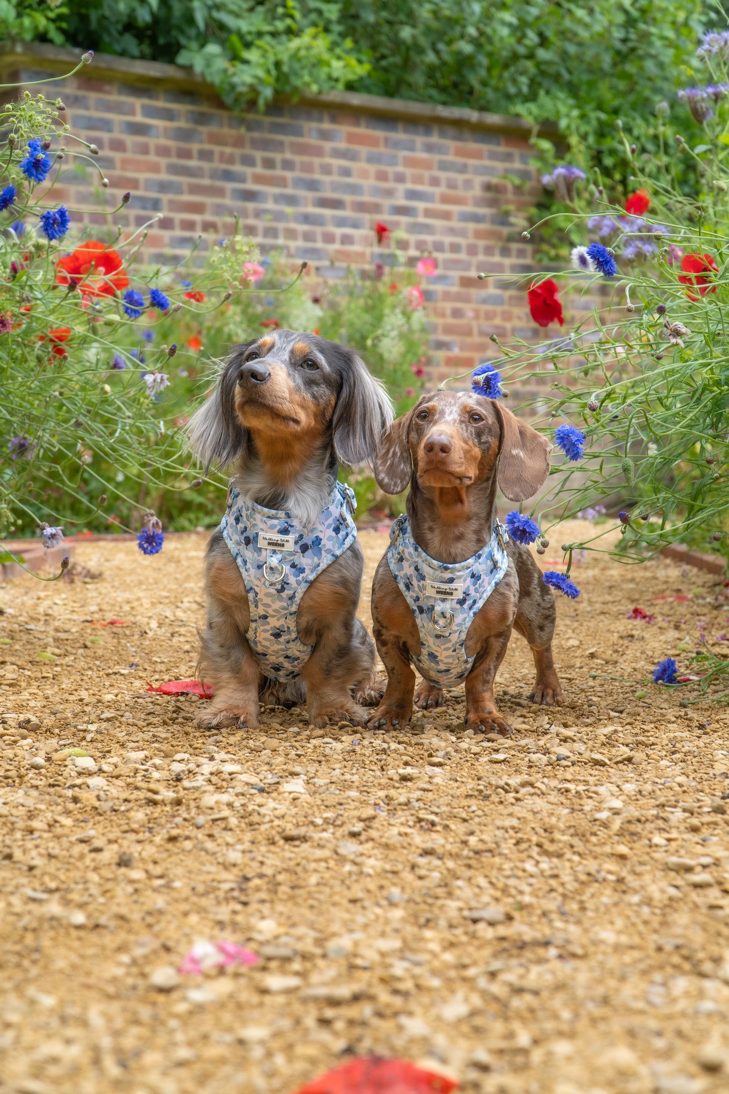 Forget Me Not - Adjustable Harness