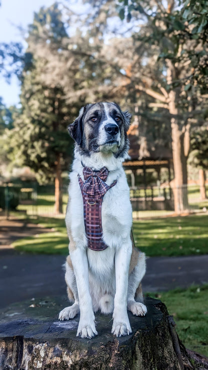 SECONDS - Paddington Plaid - Adventure Addition