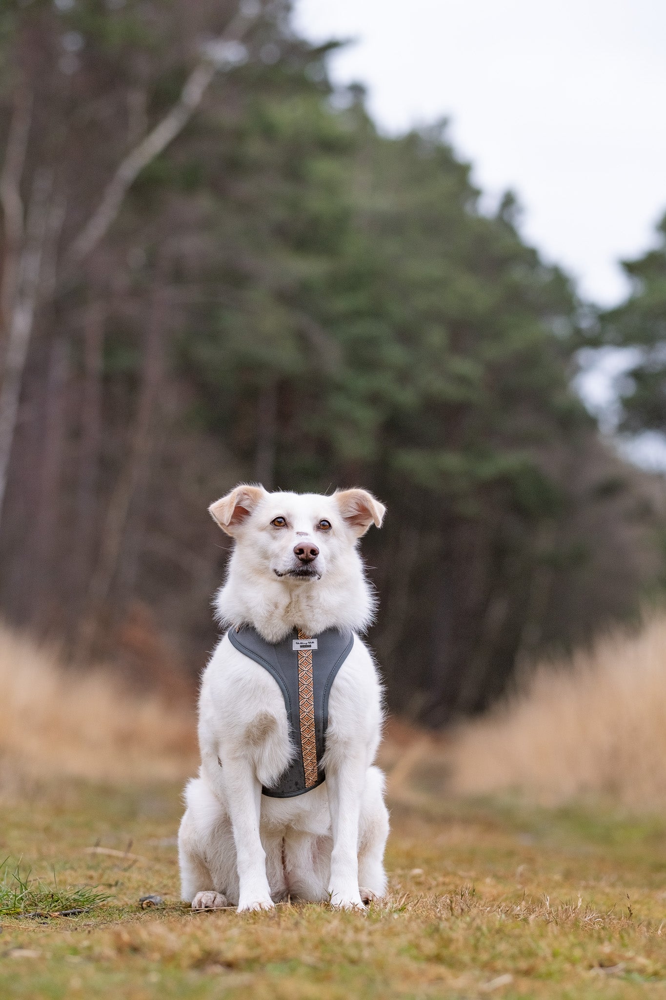 Klassic Khaki - Adjustable Harness