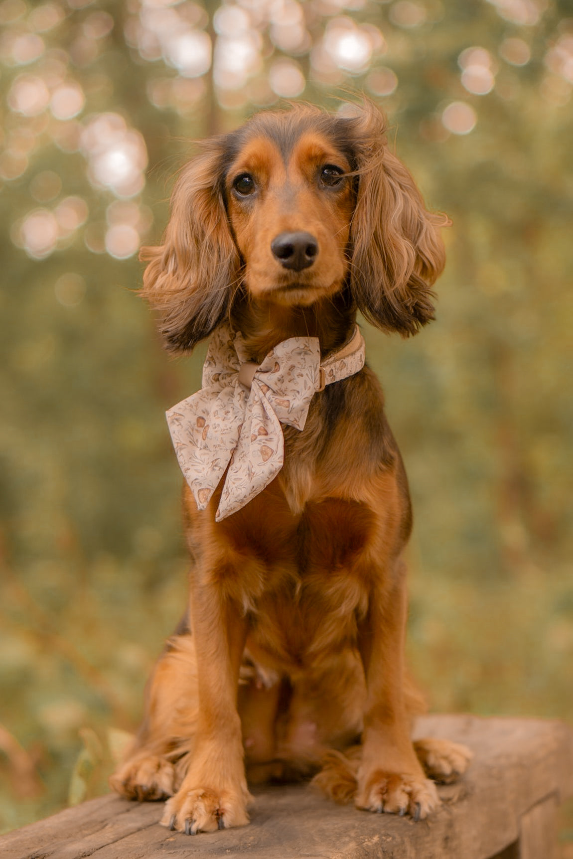 Sepia Shrooms - Sailor Bow