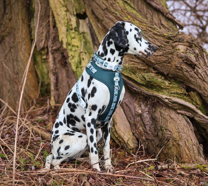 SECONDS - Hidden Highlands - Adjustable Harness