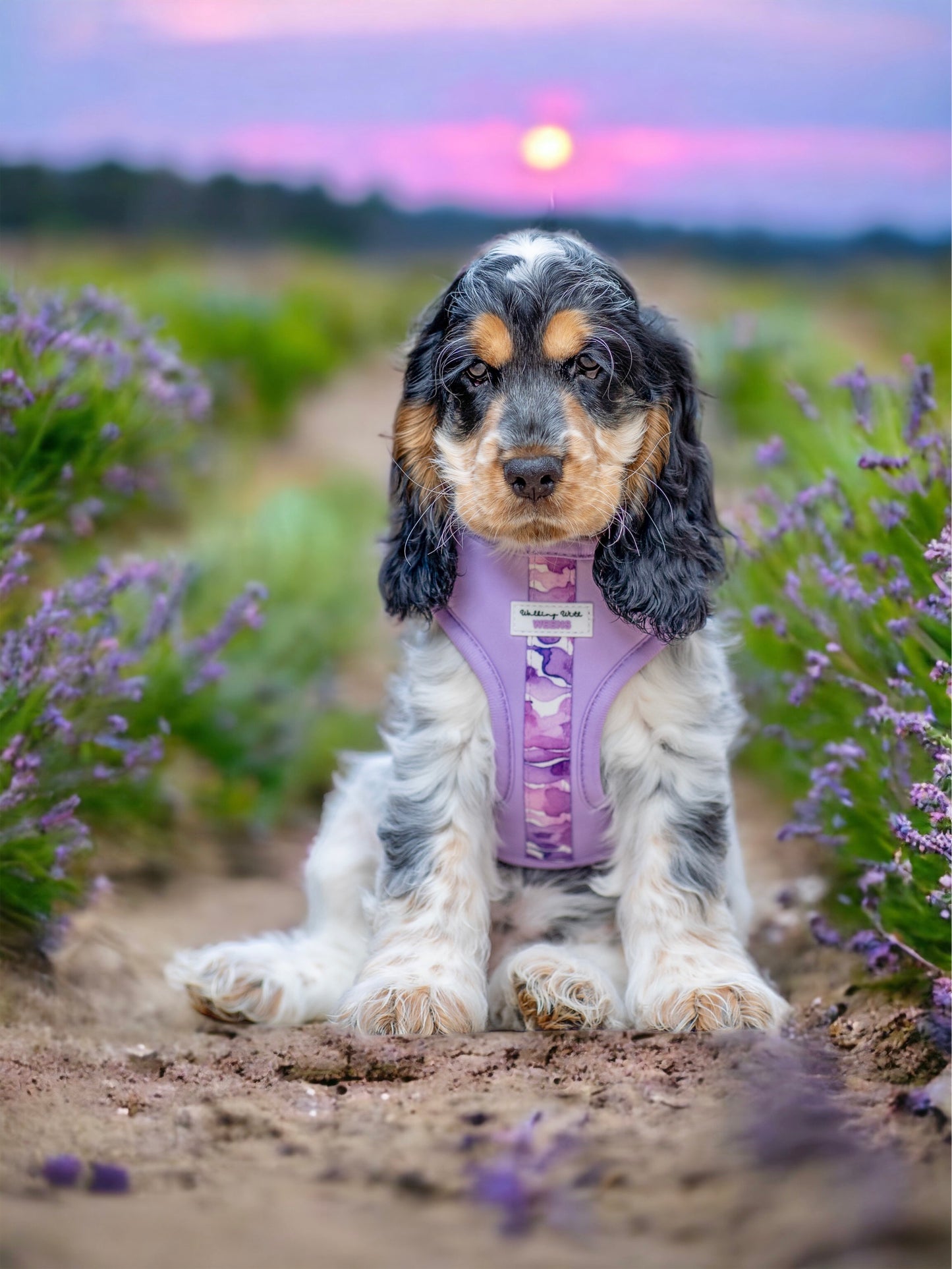 Grape Soda - Adjustable Harness