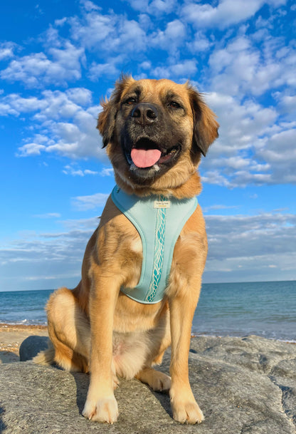 Blue Lagoon - Adjustable Harness