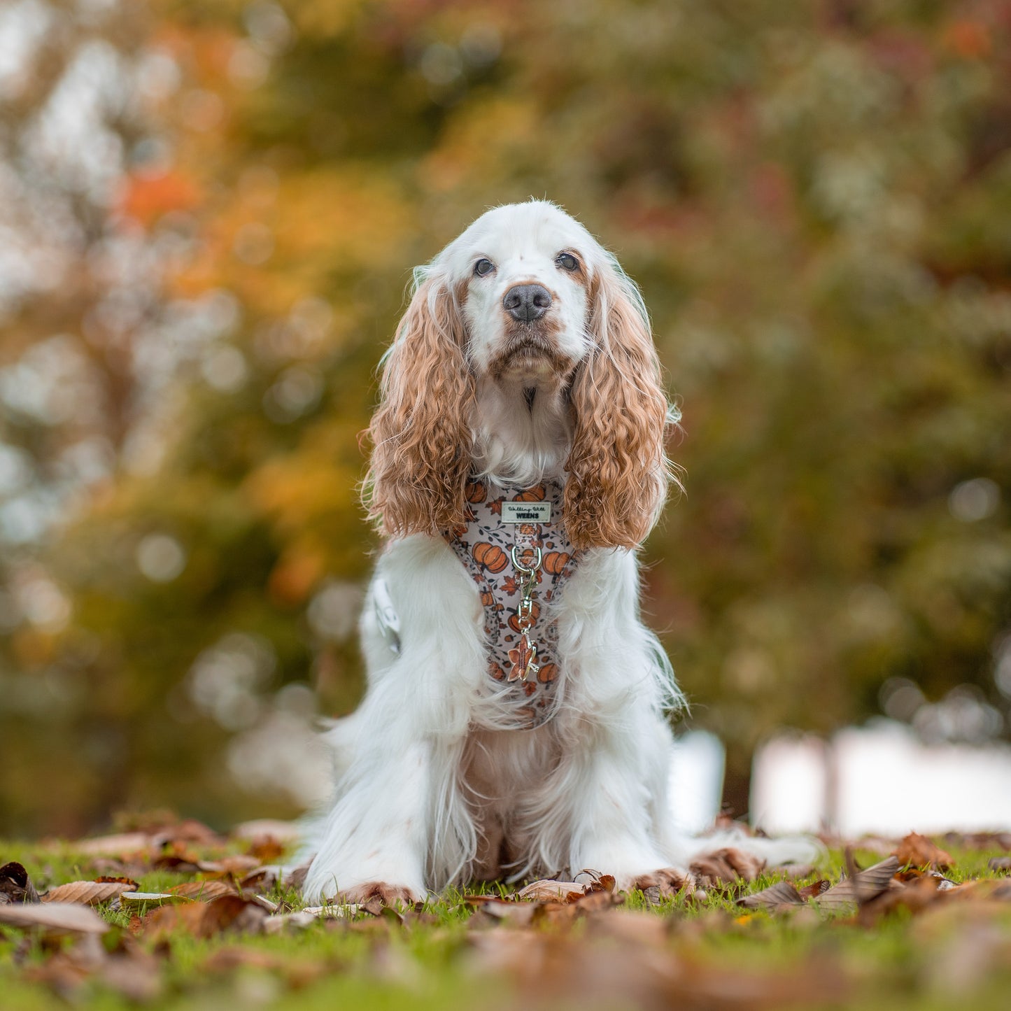 Autumn Nights - Adjustable Harness