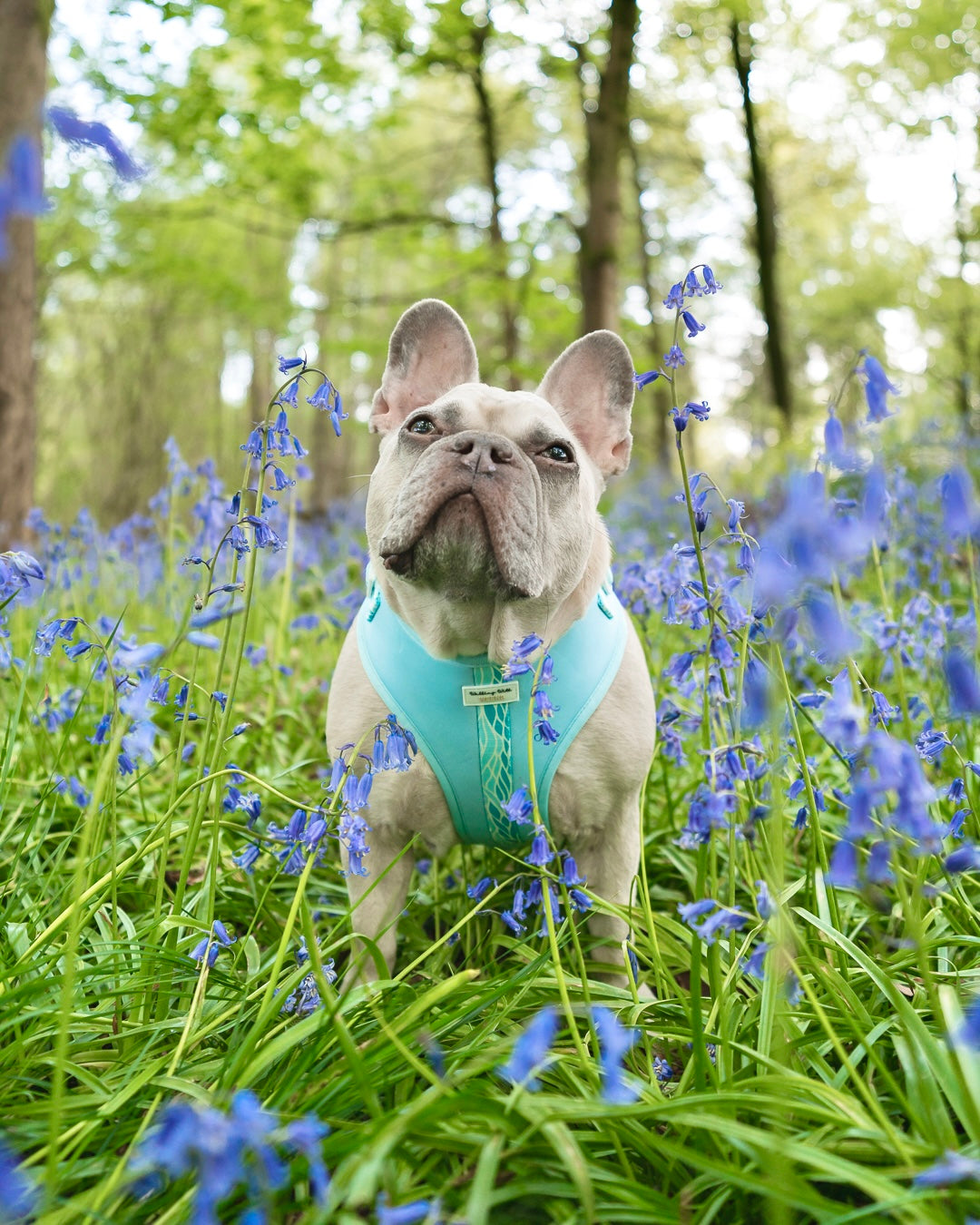 Blue Lagoon - Adjustable Harness