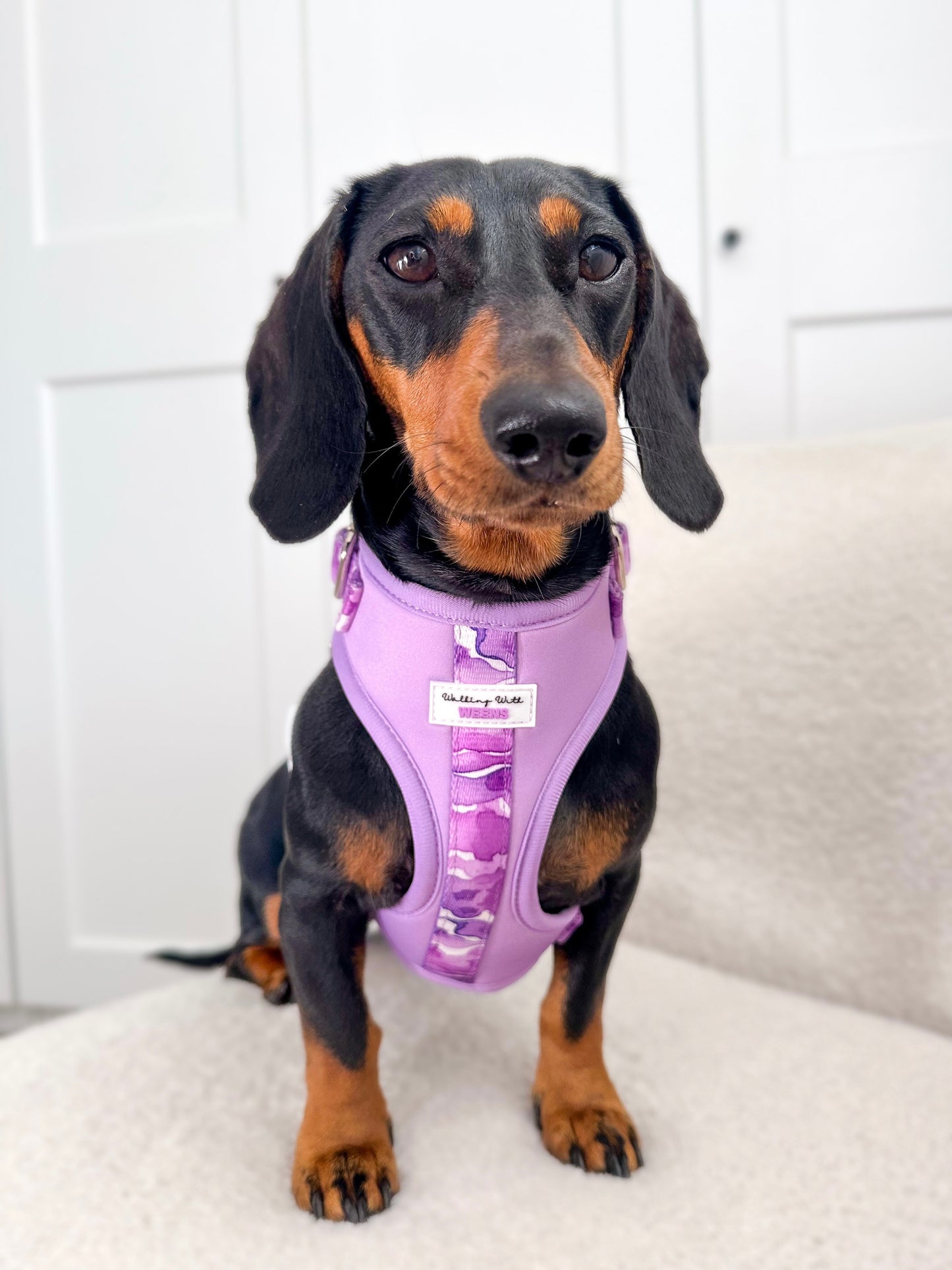 Grape Soda - Adjustable Harness