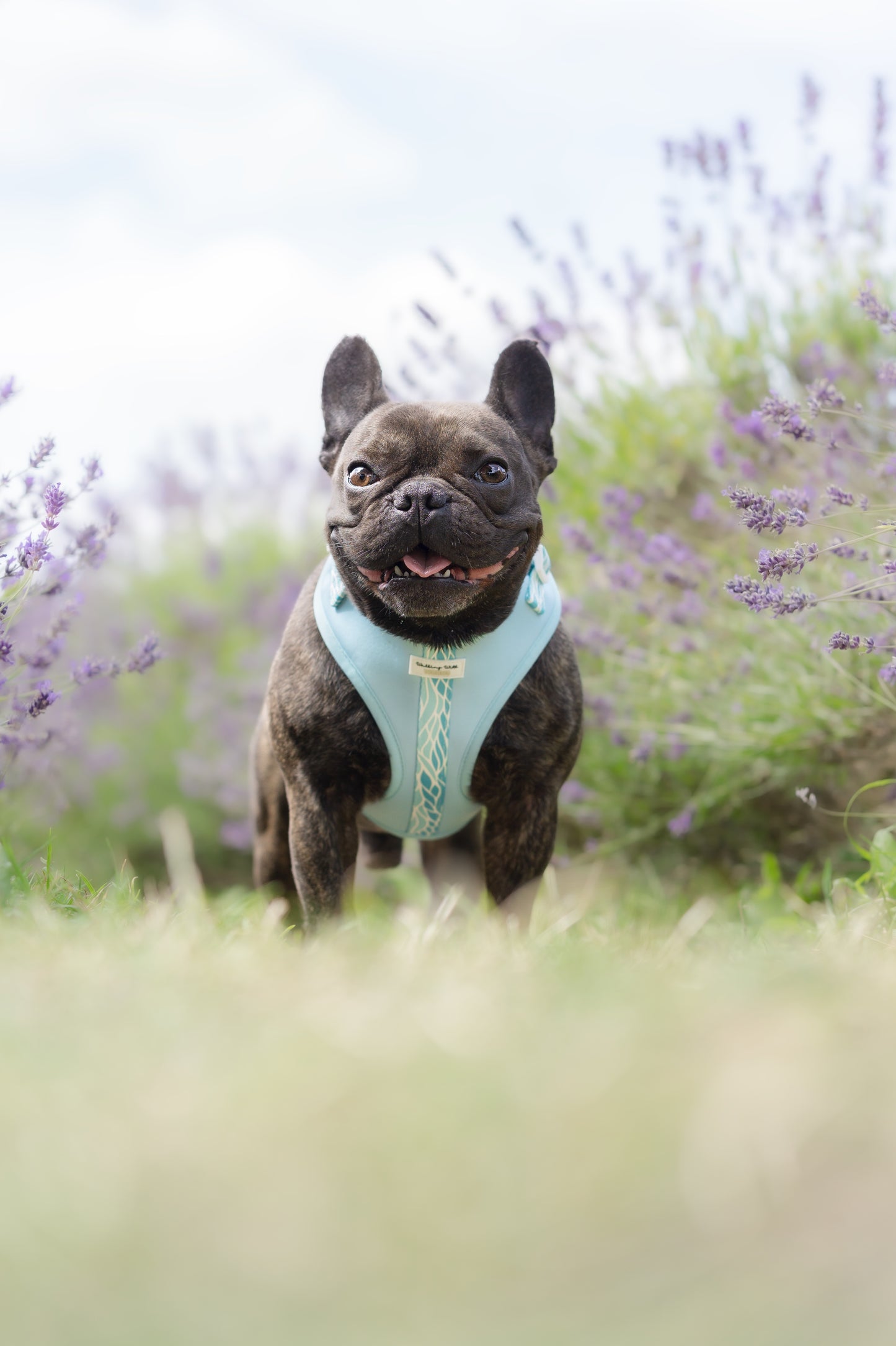 Blue Lagoon - Adjustable Harness