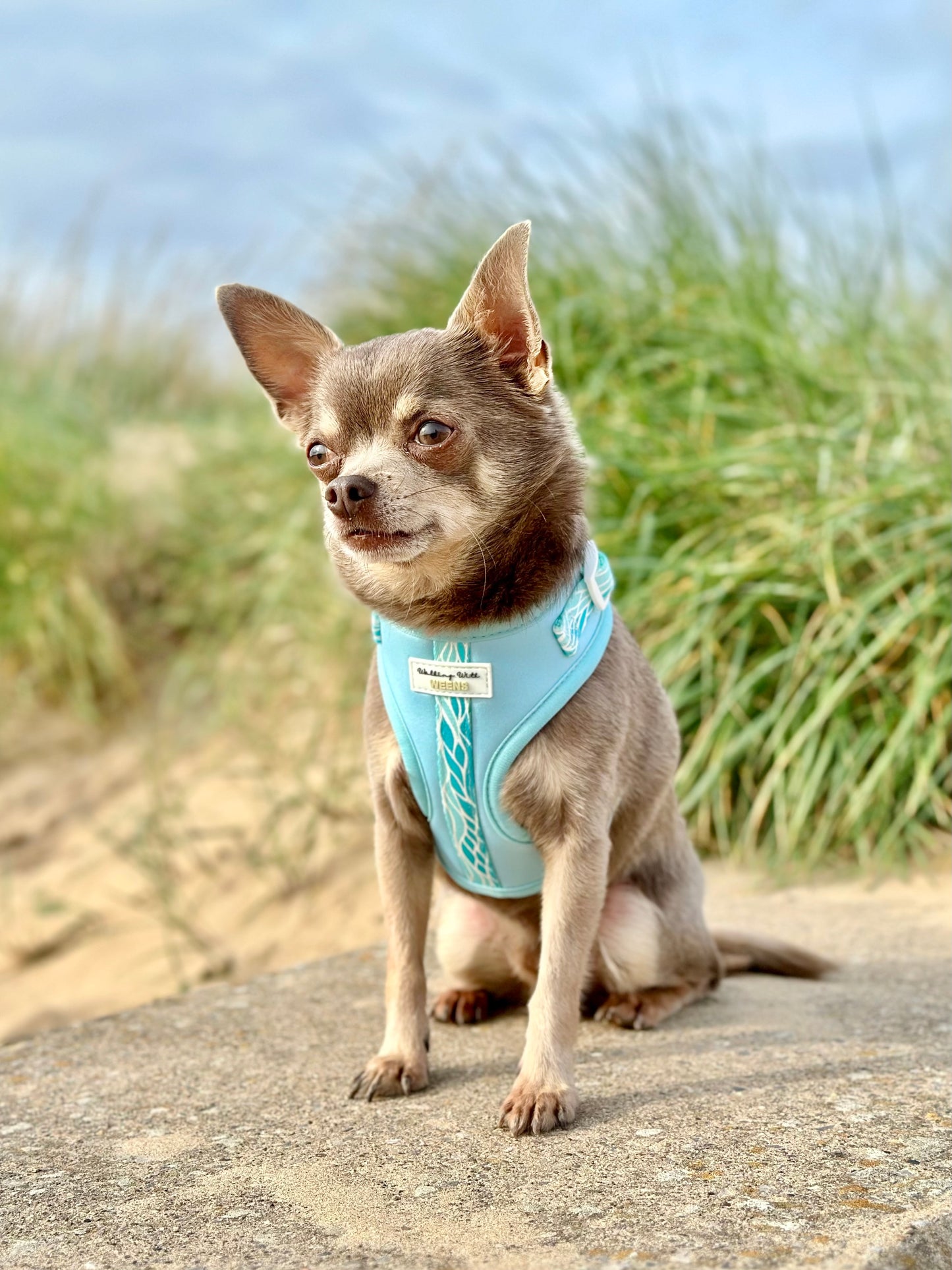 Blue Lagoon - Adjustable Harness