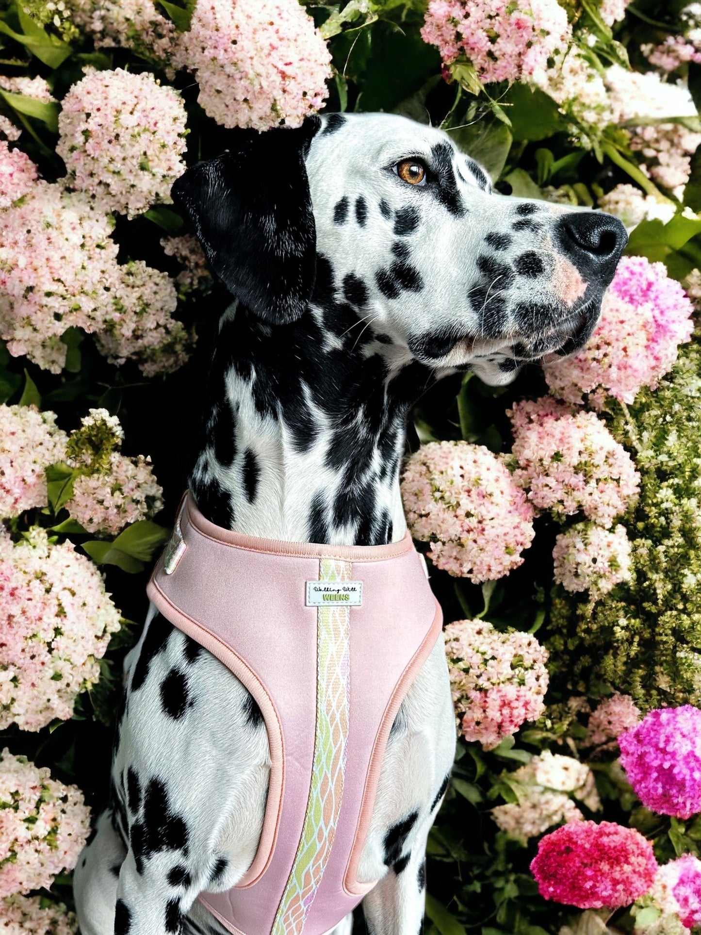 Peachy Paradise - Adjustable Harness