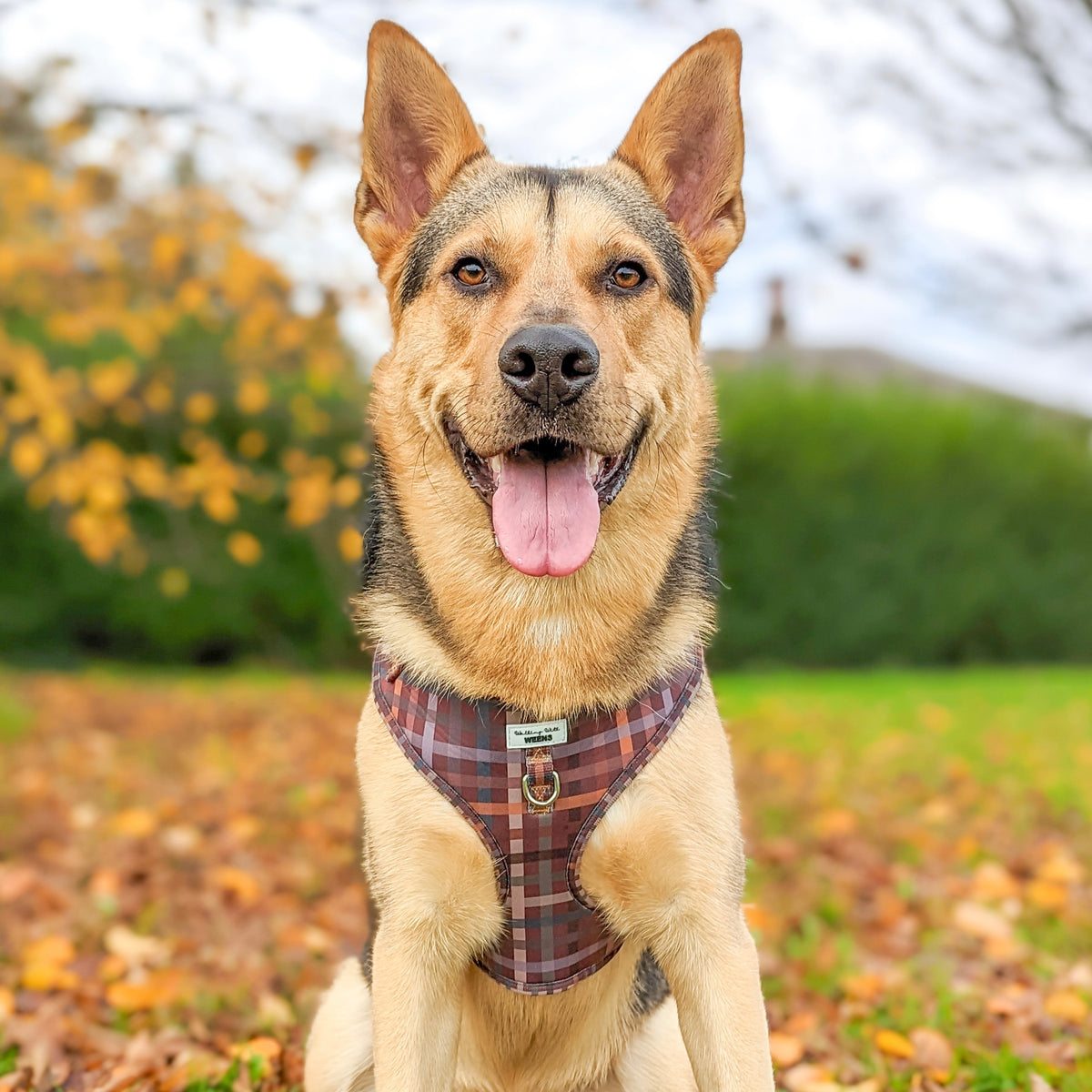 Paddington Plaid - Adjustable Harness